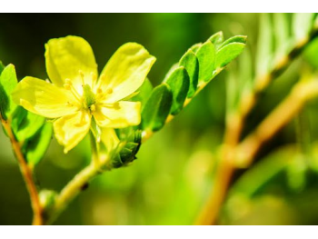 Tribulus fleur plante